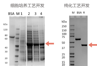 用于基因编辑的X酶  