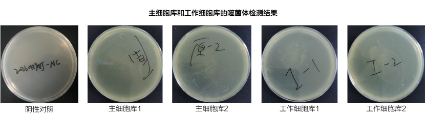 表达量评估 & 限制性酶切图谱