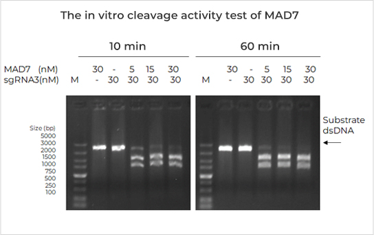 MAD7体外裂解活性检测 