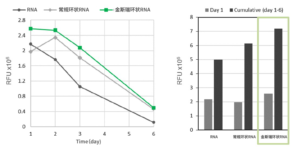 金斯瑞环状RNA较之常规环状RNA，蛋白表达量更 