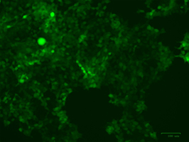 Transduction Test