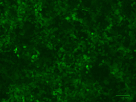 Transduction Test