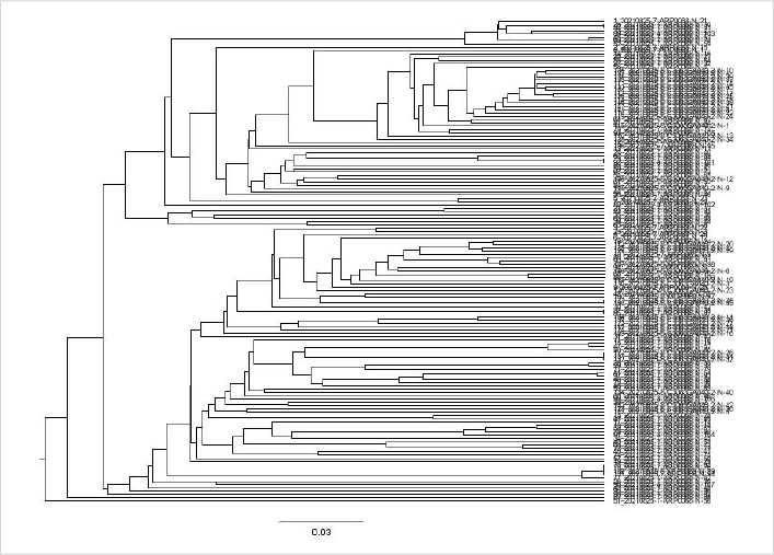 系统进化树分析-VH区