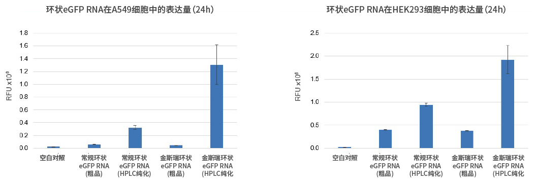 金斯瑞环状RNA在多个细胞模型上蛋白表达量更高