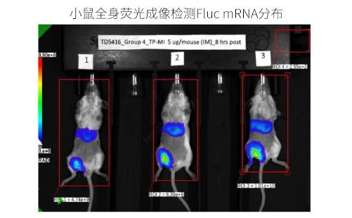 Whole-body bioluminescence imaging of Fluc mRNA-LNP