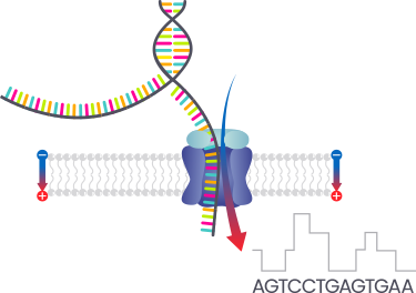 Next-Generation Sequencing (NGS)