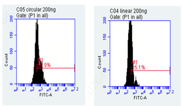 Dual-LNP Delivery System for Highly Efficient Cas9 mRNA-Based Gene Knock-In at the RAB11 Locus