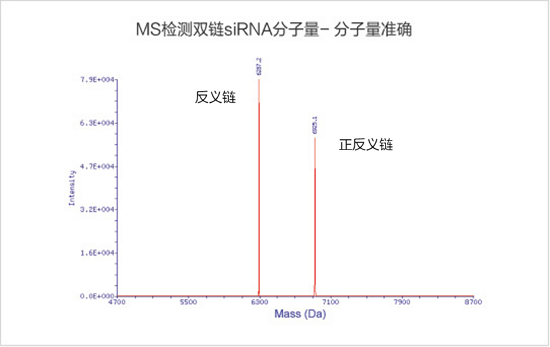 金斯瑞siRNA分子量精准