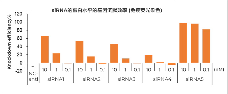 金斯瑞siRNA沉默效率(免疫荧光染色)
