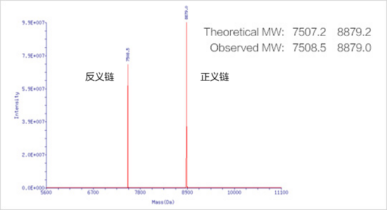 金斯瑞高修饰siRNA分子量精准