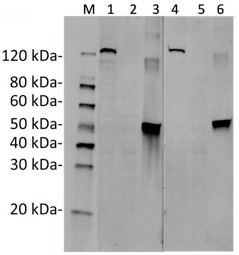 GenCRISPR™ SaCas9 Antibody (26H10), MAb, Mouse