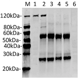 GenCRISPR™ SaCas9 Antibody (26H10), MAb, Mouse