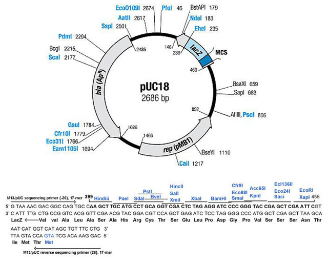 pUC18 plasmid DNA Vector 金斯瑞生物科技有限公司