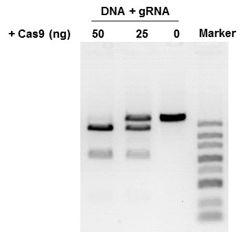 GenCrispr NLS-Cas9-NLS Nuclease
