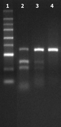 GenCrispr NLS-Cas9-EGFP Nuclease
