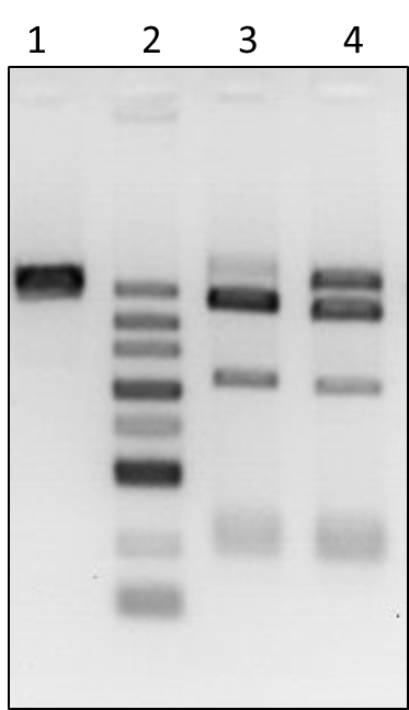 GenCrispr NLS-Cas9-EGFP Nuclease
