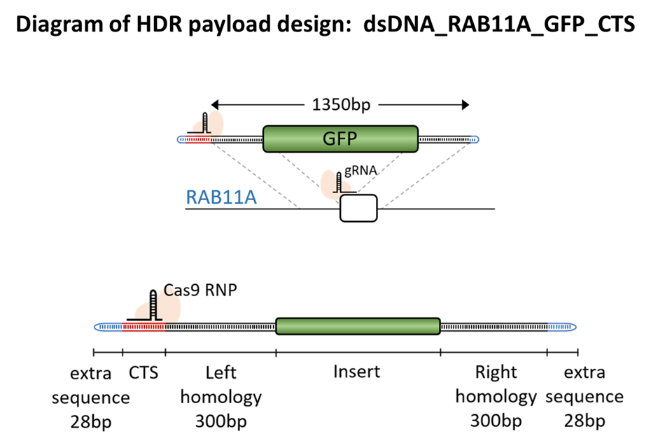 DsDNA_RAB11A_GFP_CTS